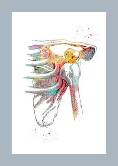 Verbesserte Mikrozirkulation im Gelenk- und Muskelgewebe